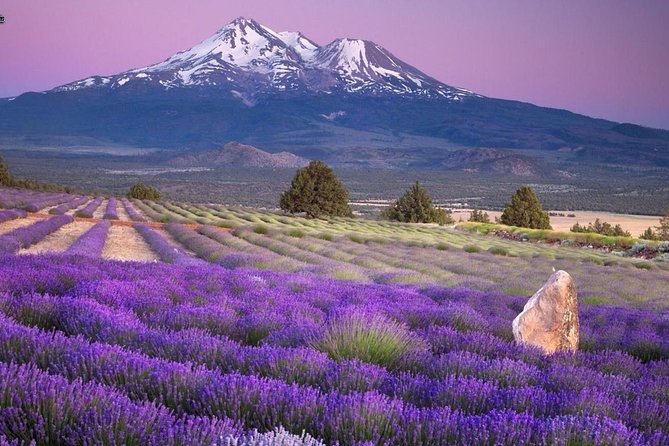 Nice: Gorges of Verdon and Fields of Lavender Tour - Cancellation Policy