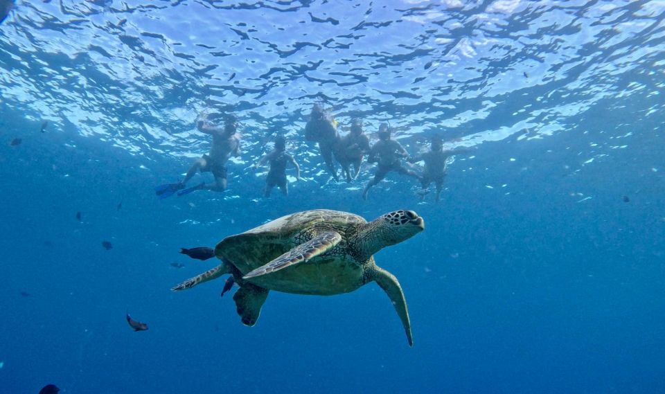 Oahu: Private Turtle Snorkeling With Customizable Itinerary - Booking Recommendations