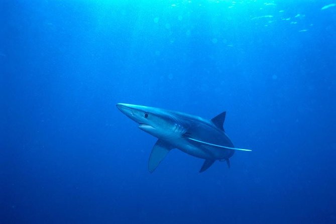 Oahu Shark Dive - Additional Details and Considerations