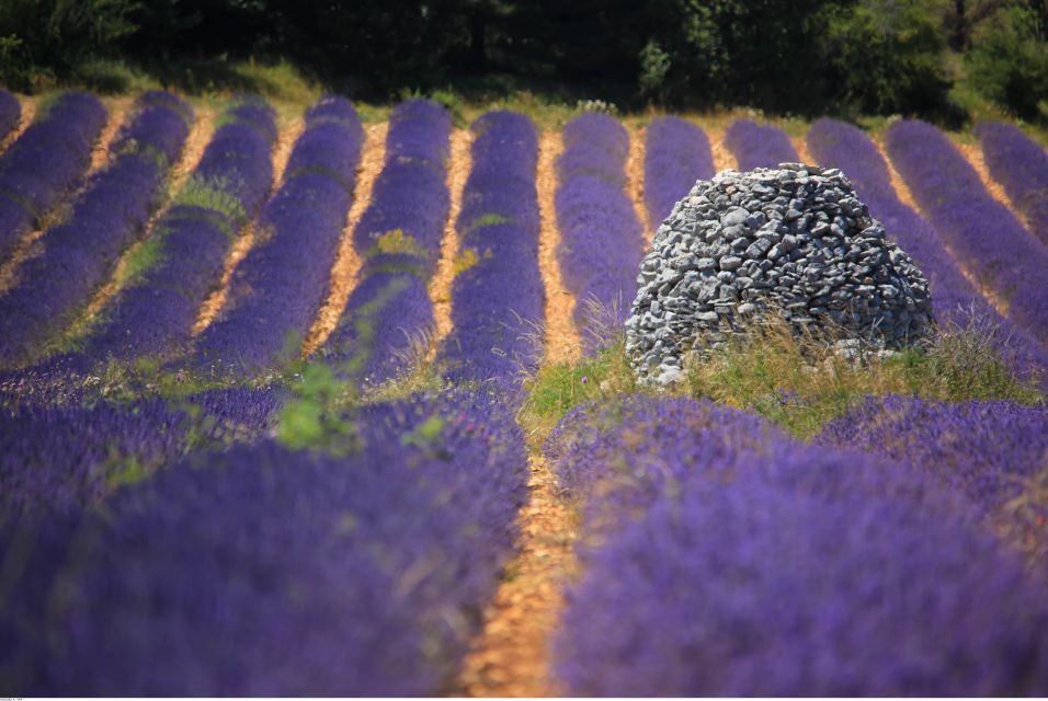 Ocean of Lavender in Valensole - Booking and Cancellation Policy