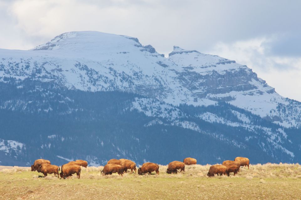 Old Faithful & Yellowstone Highlights - National Park Tour - Important Considerations