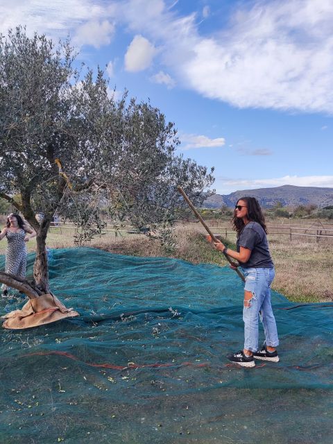 Olive Harvesting & Olive Oil Tasting - Frequently Asked Questions