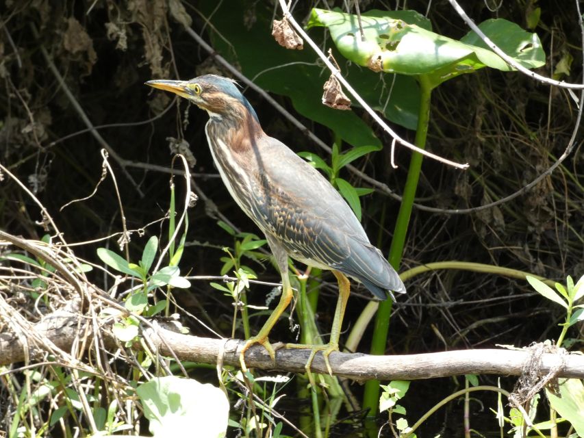 Orlando: Small Group Scenic Wekiva River Kayak Tour - Restrictions