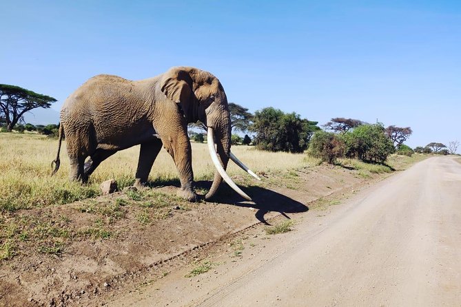 Overnight Safari to Amboseli National Park - Pricing and Cancellation Policy