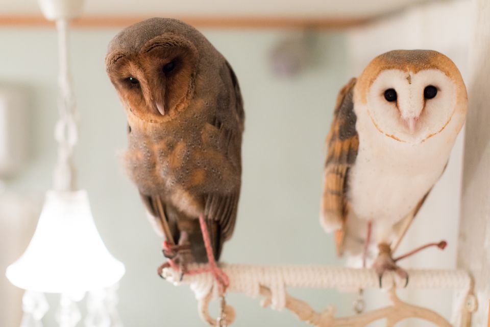 Owl Cafe Tokyo Akiba Fukurou - Frequently Asked Questions