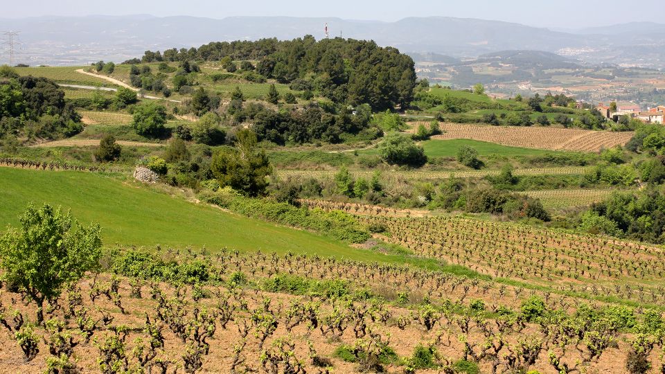 Paris: Two Reims Champagne Vineyards With Tastings and Lunch - Accessibility Considerations