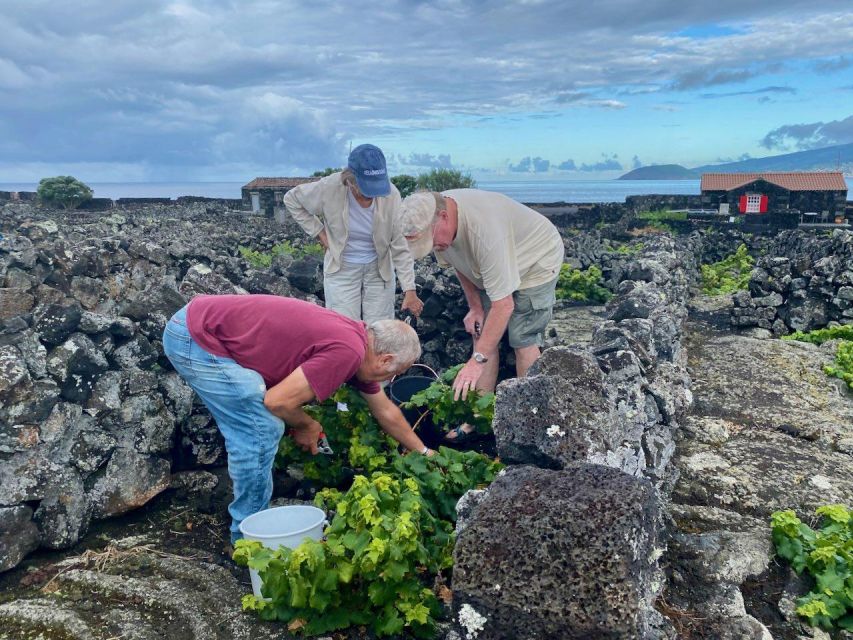 Pico Island: Wine Tasting, Independent Producers & Culture - Cancellation Policy and Exclusions