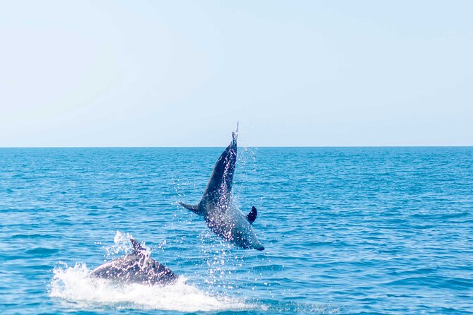 Portimão: 2H30 Guaranteed-Dolphins and Seabirds-Biologist on Board - Minimum Traveler Requirement