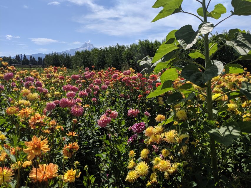 Portland: Mt. Hood Day Tour - Knowledgeable Local Guide