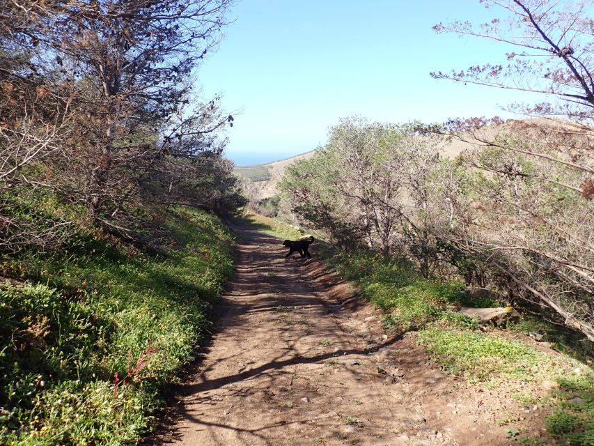 Porto Santo - Ana Ferreira Hiking Tour - Nature Lovers Experience