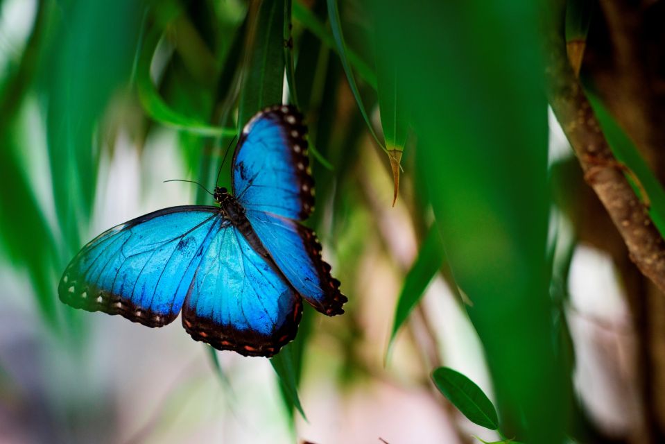 Prague: Papilonia Butterfly House - Immersive Butterfly Experience