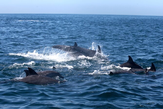 Private Family Dolphin Tour in Poreč - Booking and Cancellation