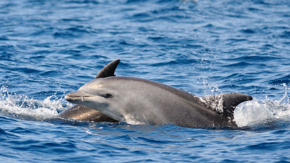 Private Panorama With Snorkeling and Dolphins Tour in Poreč - Customizable Pickup