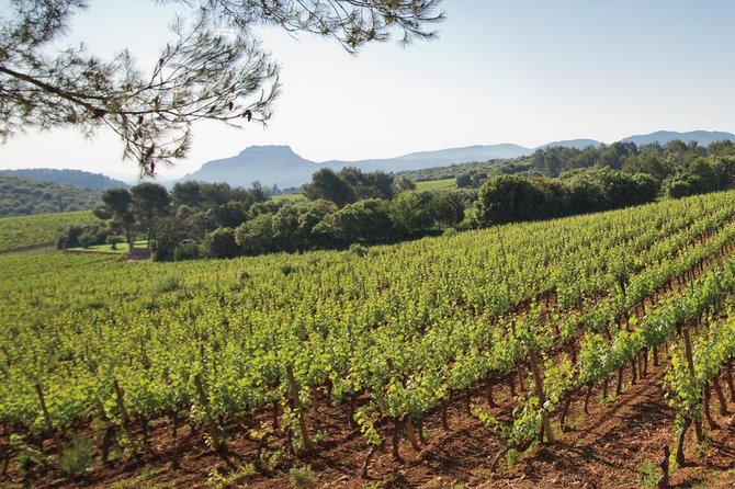 Provence Wine Tour - Private Day Tour From Cannes - Soaking in the French Countryside