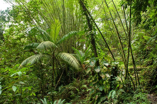 Rainforest Tour - Guided Hike