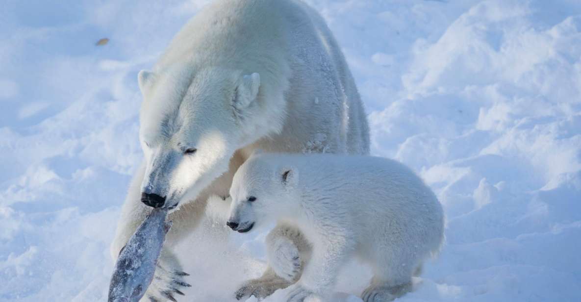 Ranua Wildlife Park Guided Tour From Rovaniemi - Fazer Sweets Shop