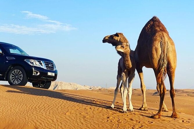 Red Dune Desert Safari With Dinner Quad Bike and Camel Ride - Cancellation and Refund Policy