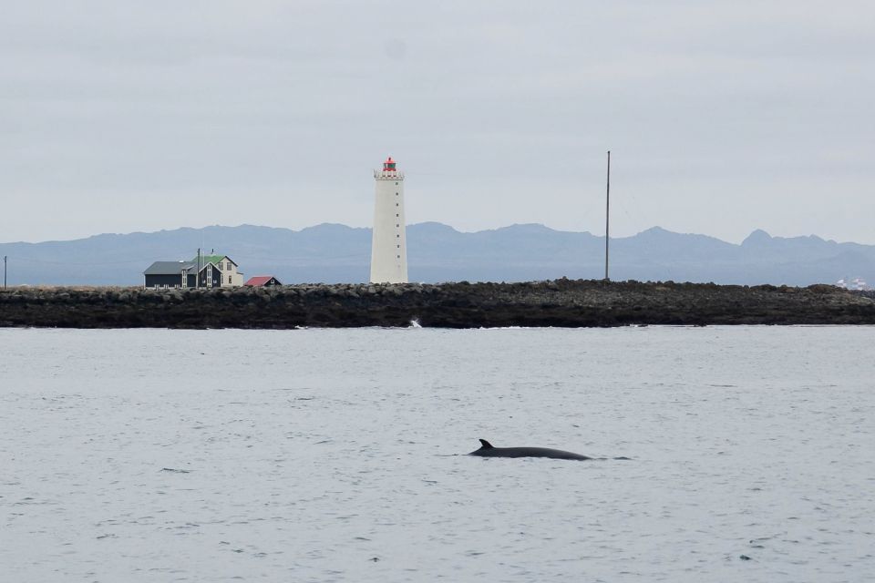 Reykjavik: 3-Hour Whale Watching Tour - Contribution to Research