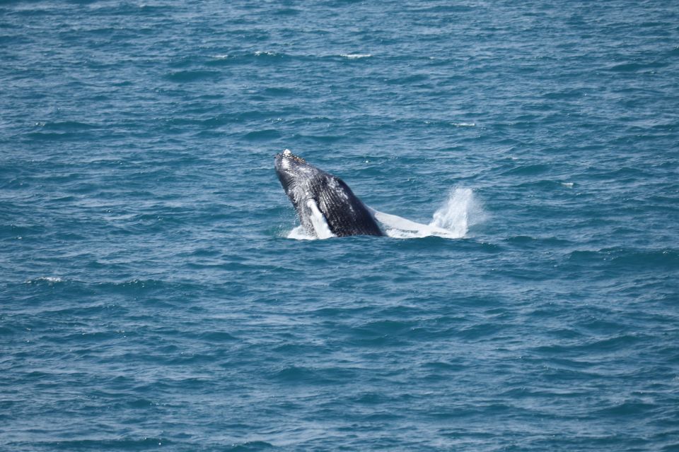 Reykjavik: Best Value Whale Watching Boat Tour - Scenic Coastal Views