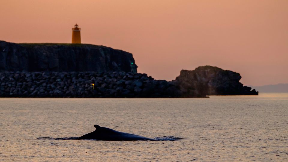 Reykjavik: Premium Whale and Puffin Watching Evening Tour - Frequently Asked Questions