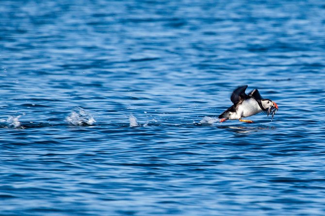 Reykjavik Shore Excursion: Puffin Sightseeing Cruise - Accessibility and Group Size