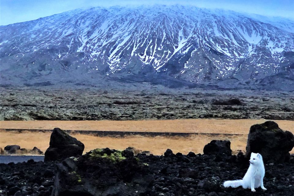 Reykjavik: Snaefellsnes & Mt. Kirkjufell Guided Minibus Tour - Potential Seal Sightings at Ytri Tunga