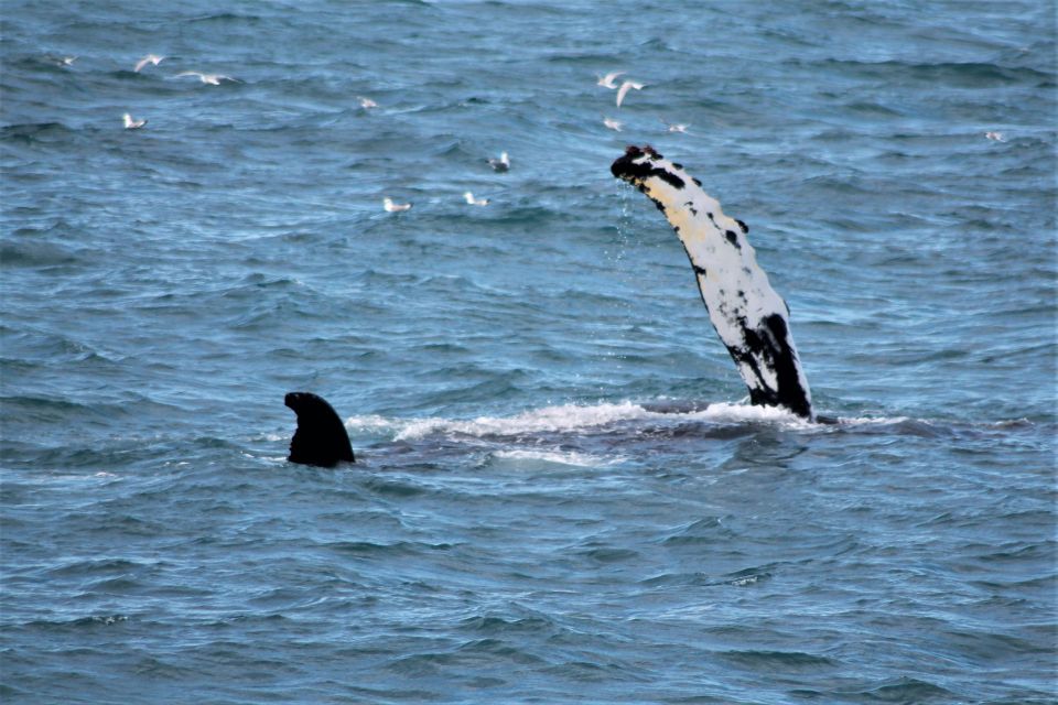 Reykjavik: Whale Watching & Northern Lights Combo Cruise - Getting to the Departure Point