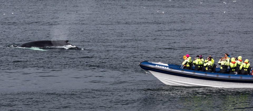 Reykjavik: Whale Watching Tour by RIB Boat - Meeting Point and Directions