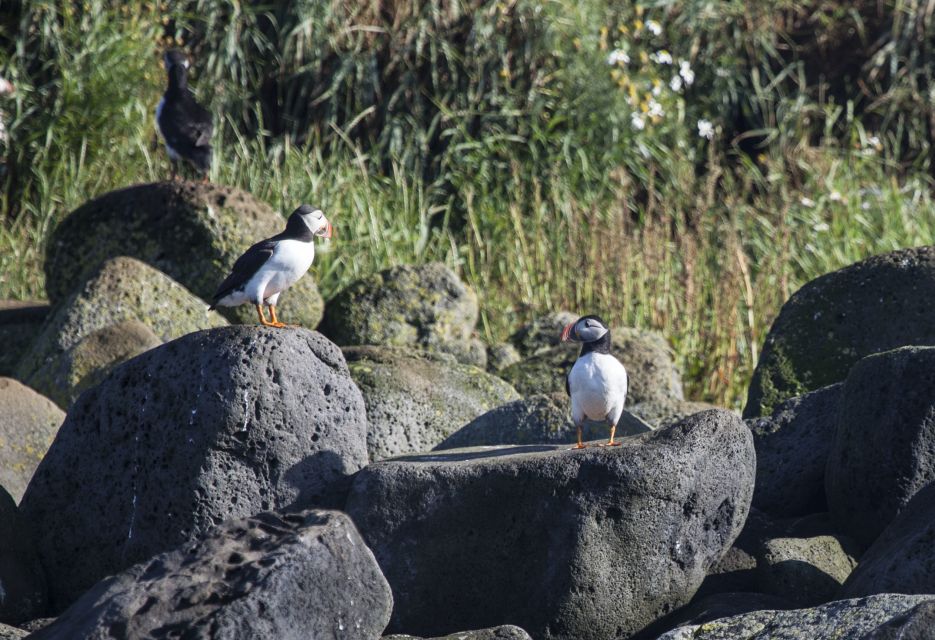 Reykjavik: Whales and Puffins Cruise Combo Tour - Booking and Cancellation Policy