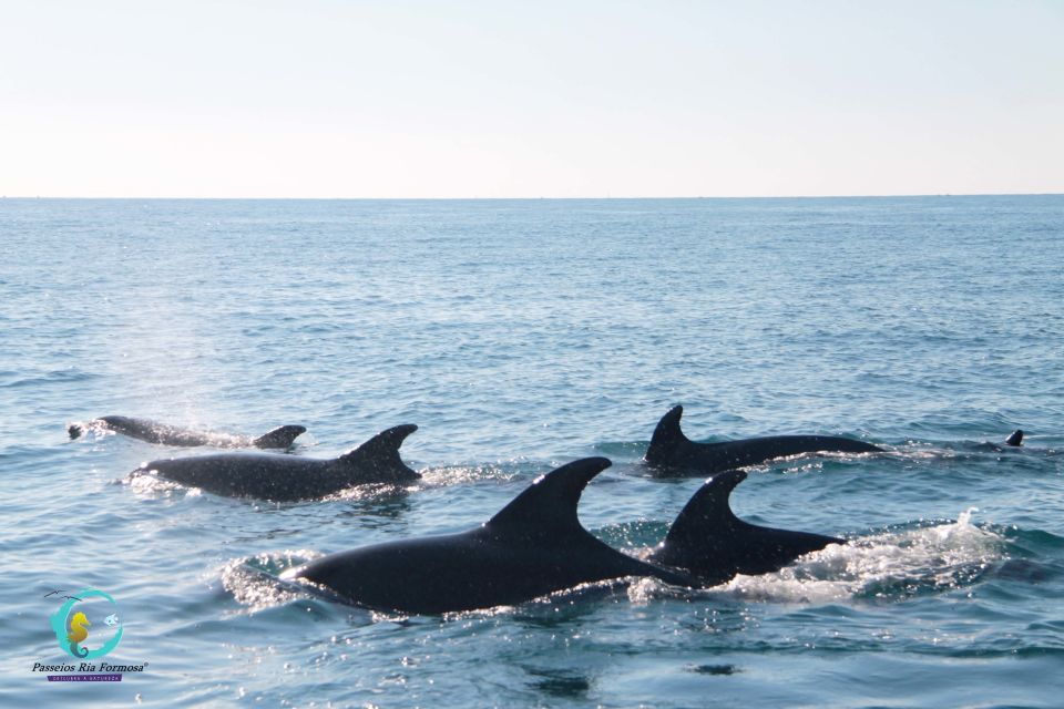 Ria Formosa: Dolphin-Watching Boat Tour - Frequently Asked Questions