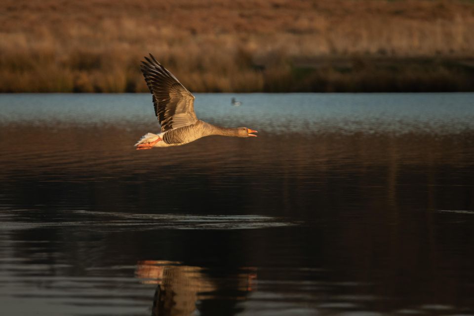 Richmond Park, London: Sunset Wildlife Photography Workshop - Frequently Asked Questions