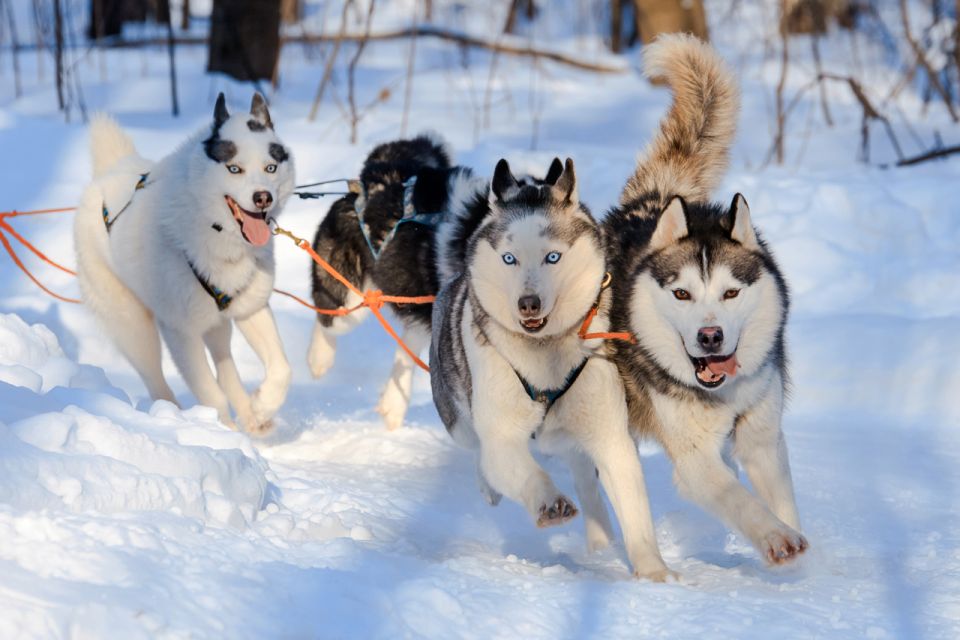 Rovaniemi: Husky & Reindeer Farm Visit With Snowmobile Ride - Important Information and Requirements