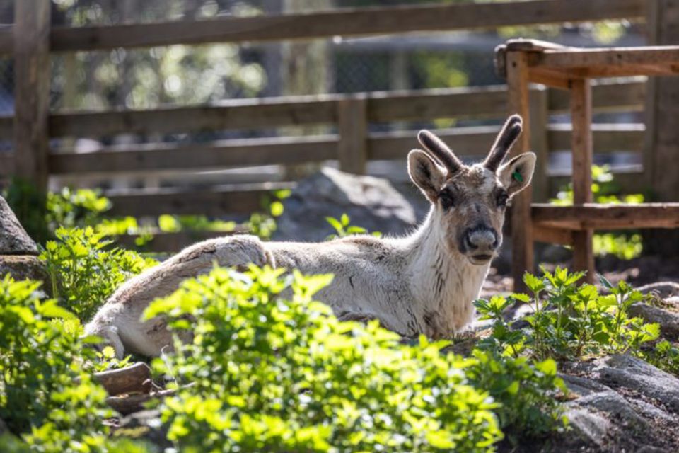 Rovaniemi: Ranua Zoo Entry Ticket W/ Walking Tour and Lunch - Inclusions and Activity Details