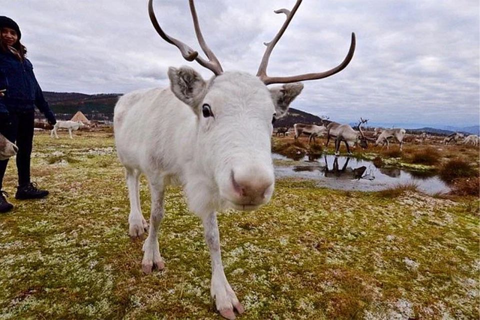 Rovaniemi: Reindeer Farm Visit in the Summer - Local Lappish Lifestyle