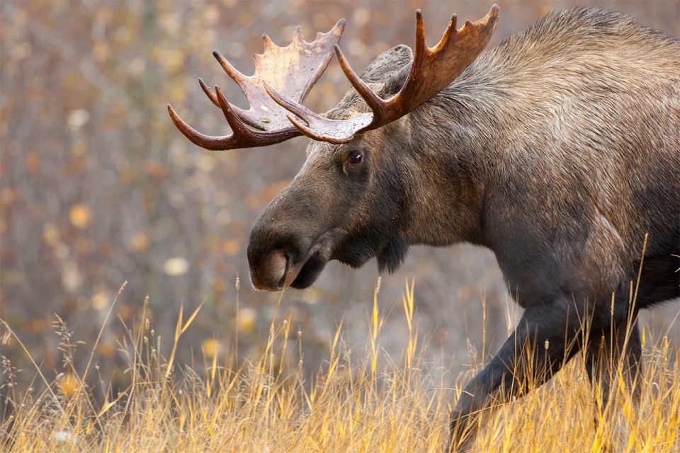 Rovaniemi: Wild Moose Safari - Frequently Asked Questions