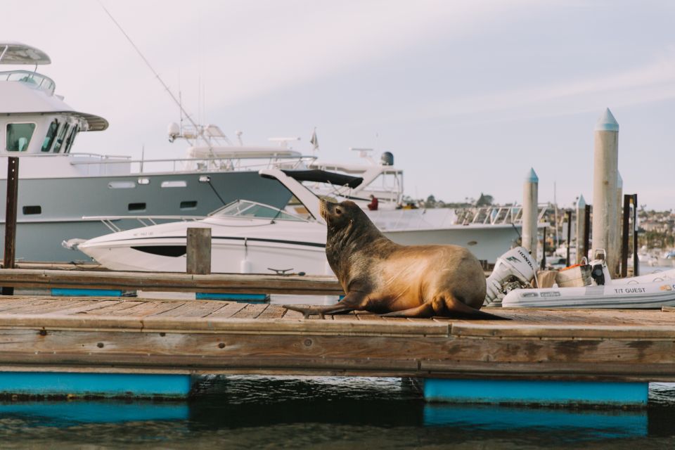 San Diego: San Diego Bay Dog-Friendly Eco Pedal Boat Rentals - Customer Ratings and Reviews