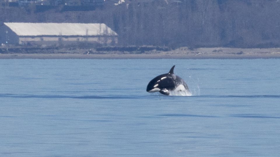 Seattle: Half-Day Wildlife and Whale Watching Cruise - Frequently Asked Questions