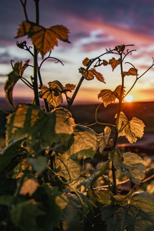 Self-Guided Wine Tasting Audio Tour - Amador County CA - Customer Testimonials