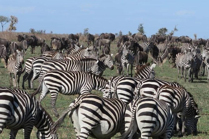 Serengeti, Ngorongoro & Tarangire 5days Private Tour - Tour Participation