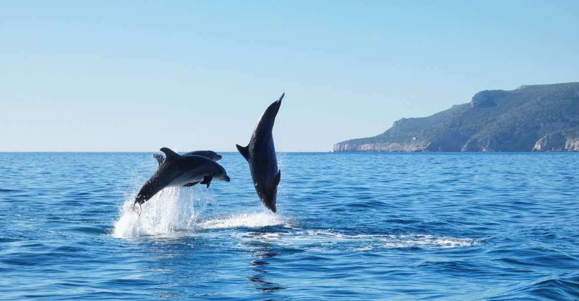 Sesimbra: Dolphin Watching With Biologist Arrábida Natural Park - Recommended Planning Tips