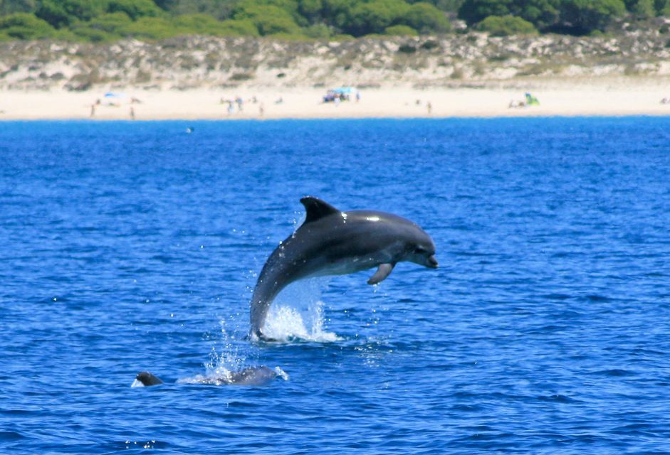 Setúbal: Dolphin Watching - Comfortable Speed Boat Ride