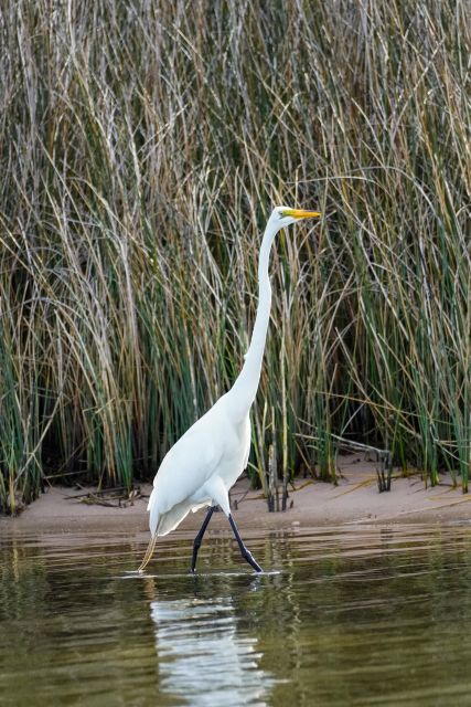 Snorkeling, Dolphins, Wildlife Sightings in St. Andrews Bay - Duration and Pricing Information