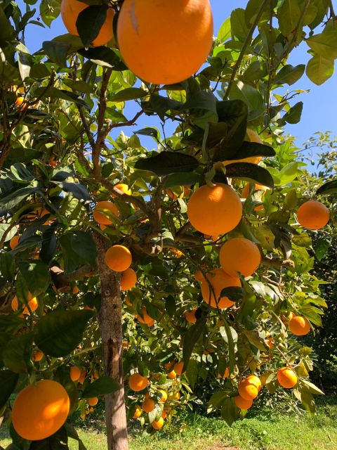 Soller Valley Walk: Small Villages and Citrus Farm Visit - Booking and Cancellation Policy