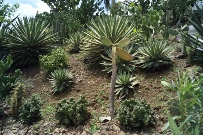 St Lucia Northern Island Tour - Learning About Local Flora and Fauna