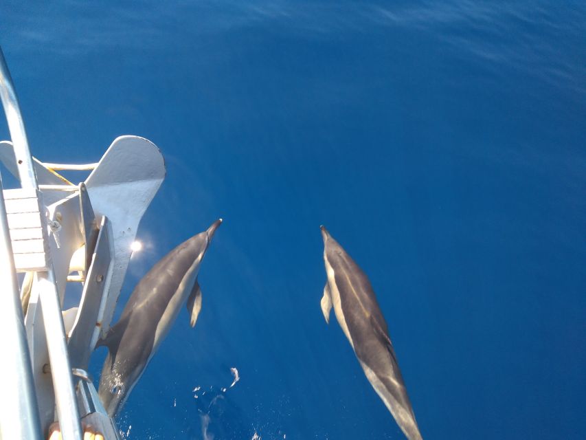 Tenerife: Teide National Park and Dolphins Sailboat Tour - Group Size and Availability