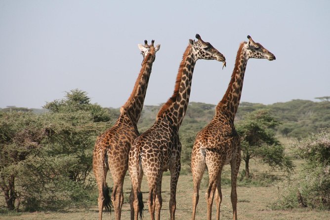 The Best Selous 1 Day Safari From Zanzibar Overview Of The Safari Tour