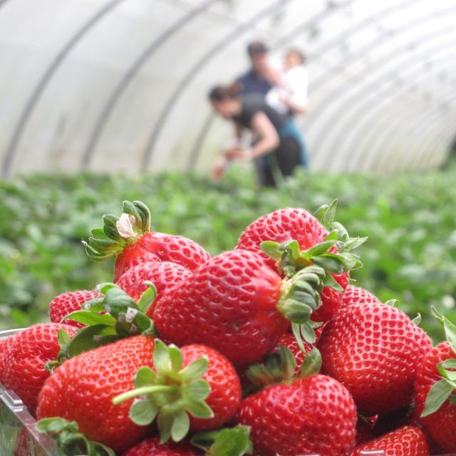 Traditional Cooking Class and Farm Tour in the Douro Valley - Savor the 3-Course Meal