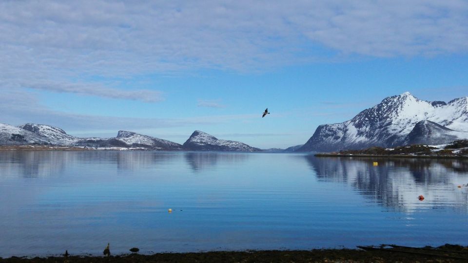 Tromsø: Arctic Landscape and Fjord Tour With Snacks - Important Considerations