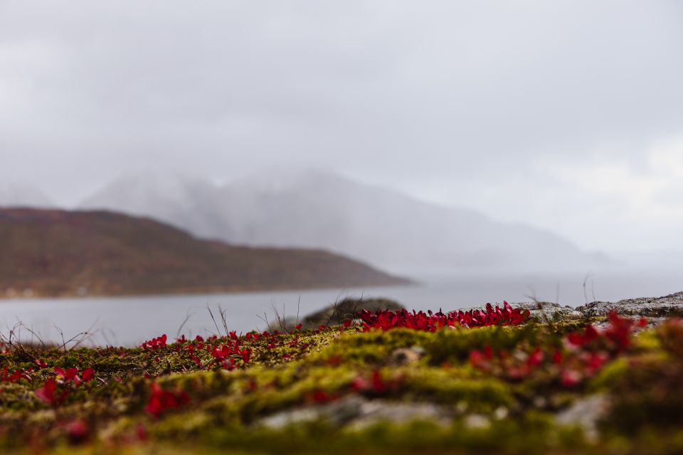 Tromso: Guided Fjord Expedition & Kvaloya Island With Lunch - Restrictions