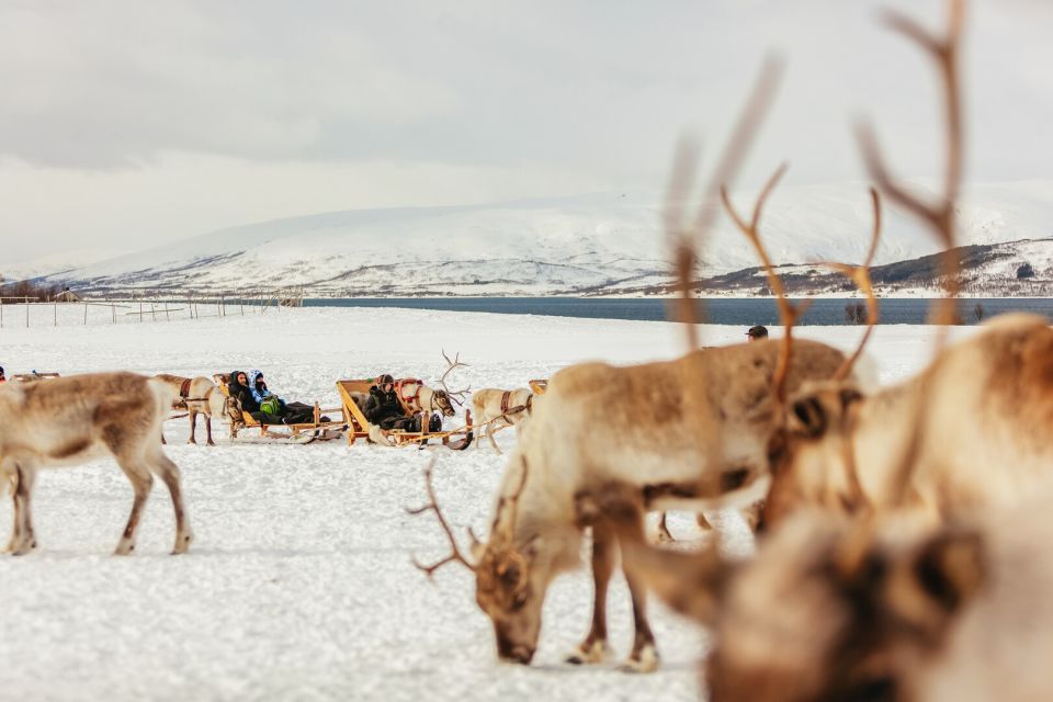 Tromsø: Reindeer Sledding & Feeding With a Sami Guide - Booking and Cancellation Policy